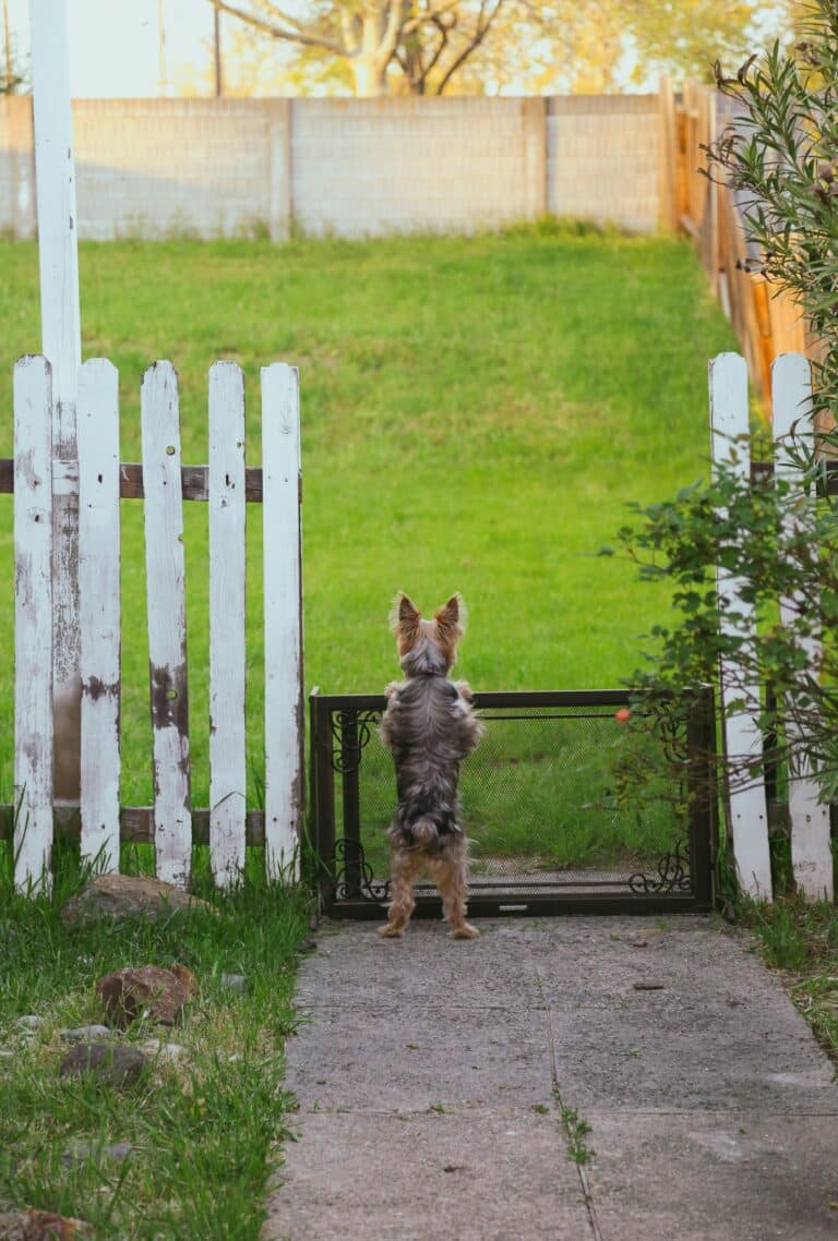 Iron Fencing for Pets