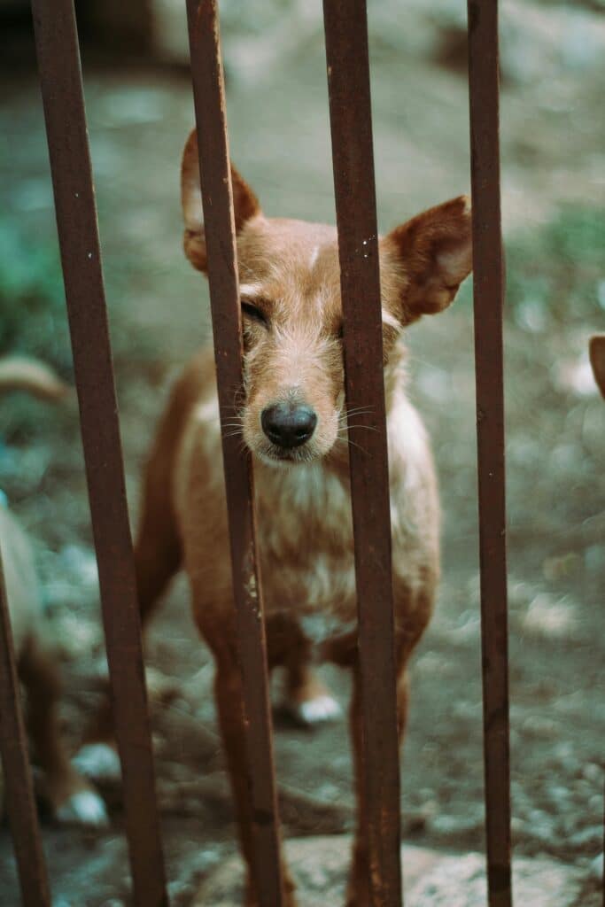 a fence with a dogs on the other side